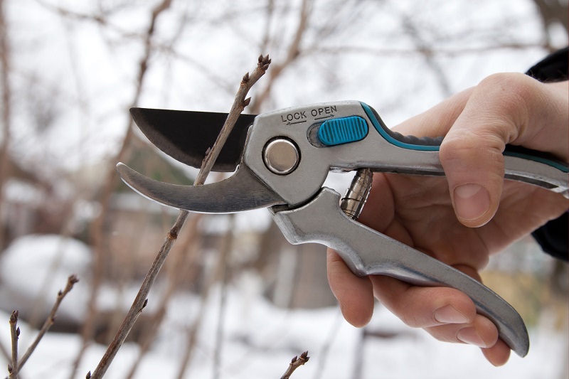 Pruning shears and shrubs