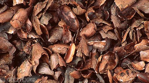 High-quality cocoa mulch sample, essential for effective landscaping in Colorado