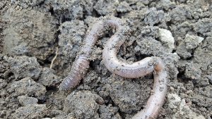 how to encourage worms in your garden