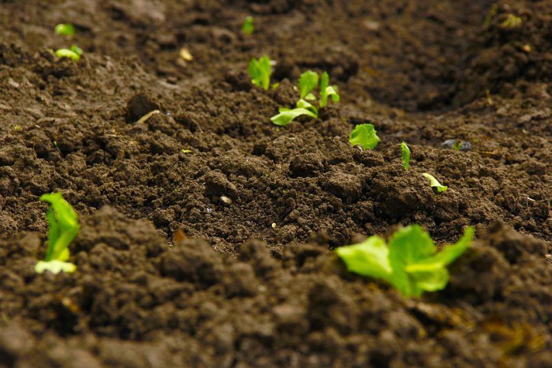 What Makes The Soil Rich And Fertile