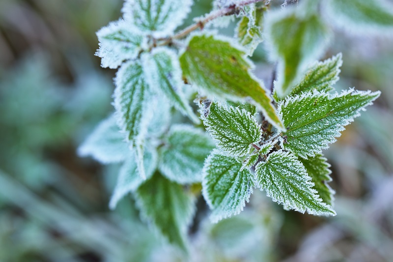 protect your plants from winter