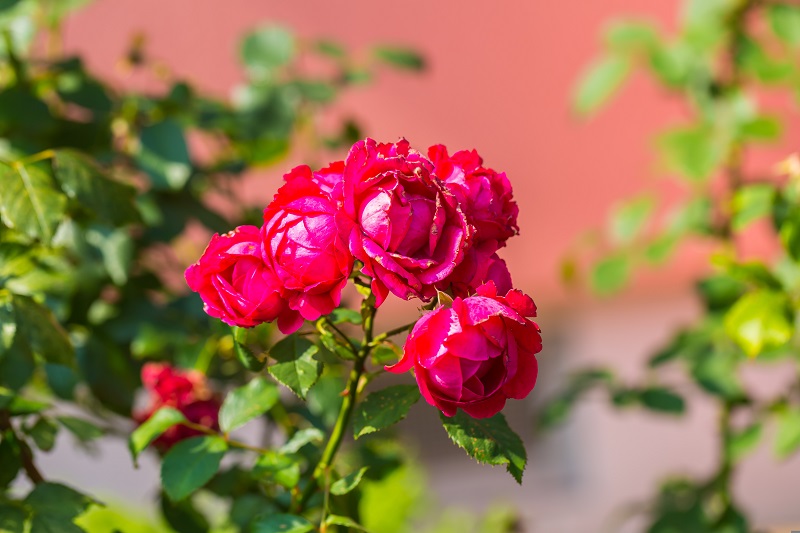 Tips to Prune Roses