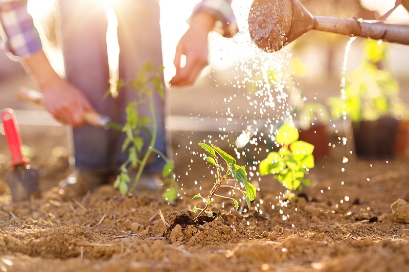 Discover your gardening potential by matching plants to ideal soil types for landscaping